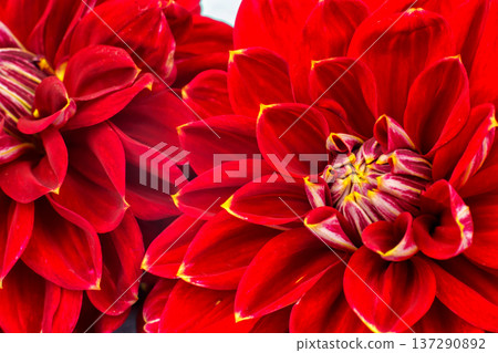 light red dahlias , macro. place for text 137290892