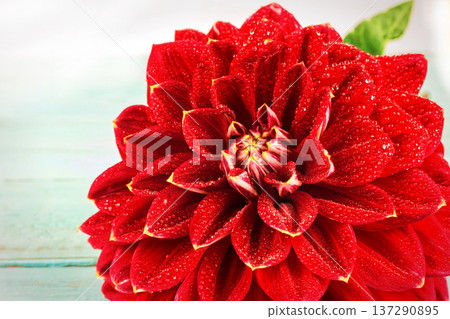 Red flower with water drops . macro. place for text 137290895