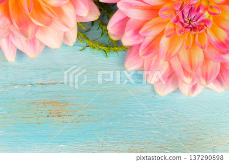 very beautiful pink-yellow dahlia with dew drops on a blue wooden background 137290898