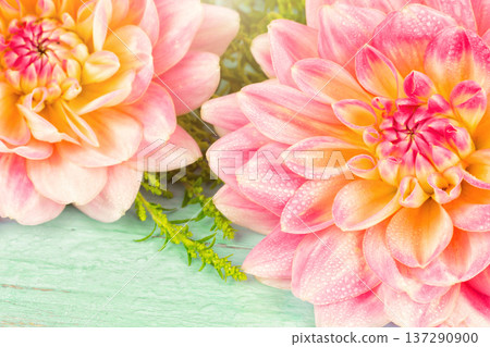 very beautiful pink-yellow dahlia with dew drops on a blue wooden background 137290900