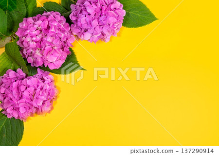 beautiful hydrangea flowers. Trendy fashion Style. Spring Summer Floral concept. Creative Minimal. Pink Blossom, Bright Color. Art 137290914