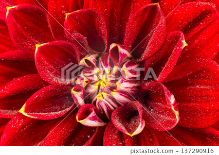 light red dahlias , macro. place for text 137290916