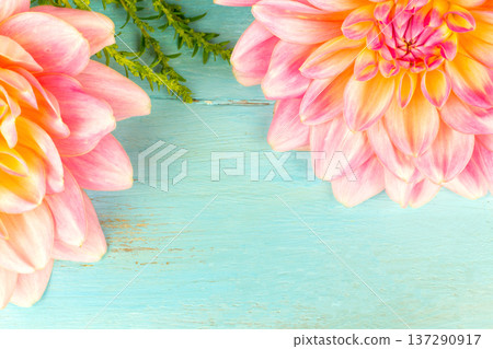 light pink dahlias , macro. place for text 137290917