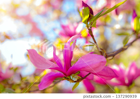 cute color of magnolia in spring. macro. spring background. space for text 137290939