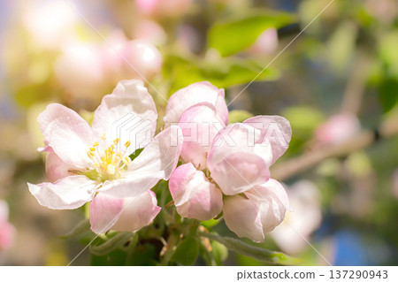 Roses flowers and petals background. a bouquet of beautiful flowers for a gift. greeting card. Roses flowers and petals background. a bouquet of beautiful flowers for a gift. greeting card. 137290943