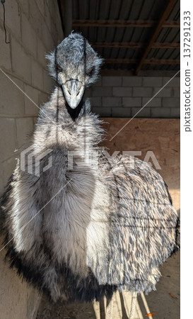 Curious Emu In Rustic Setting. Closeup Of Inquisitive Emu Showing Detailed Feathers And Steady Stare Curious Emu In Rustic Setting. Closeup Of Inquisitive Emu Showing Detailed Feathers And Steady Stare 137291233