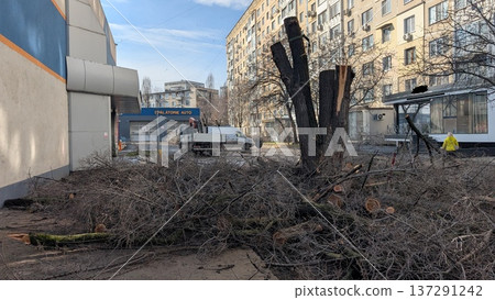 Tree Debris Removal. Branches Prepared For Disposal. Cleared Twigs And Branches Ready For Pickup 137291242