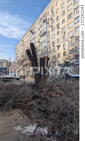 Tree Debris Removal. Municipal Workers Clear Fallen Branches And Trunks From Busy City Street Area Tree Debris Removal. Municipal Workers Clear Fallen Branches And Trunks From Busy City Street Area 137291243