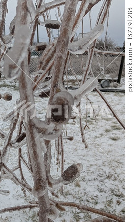 Silent Winter Scene With Frosted Branches. Icy Crystals Cling To Dormant Shrub Stems In Winter Light Silent Winter Scene With Frosted Branches. Icy Crystals Cling To Dormant Shrub Stems In Winter Light 137291283