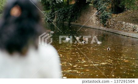 Person observing ducks swimming in park pond Person observing ducks swimming in park pond 137291504