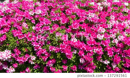 Beautiful azalea flowers 137291561