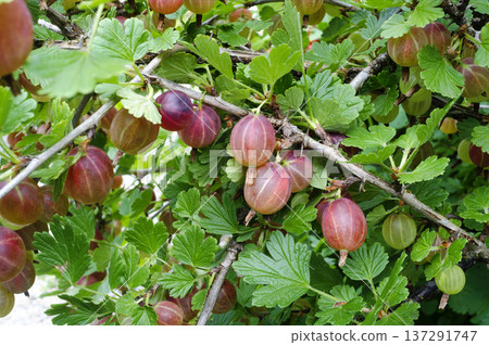 red gooseberries red gooseberries 137291747