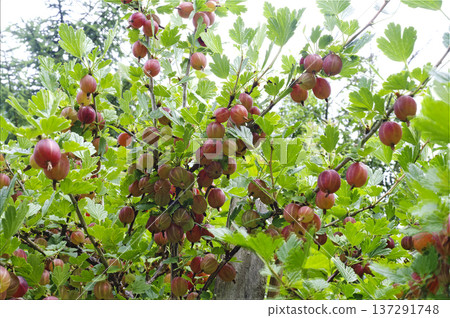 red gooseberries 137291748