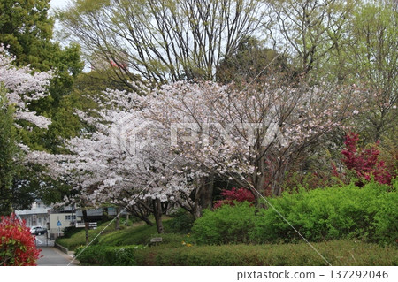 櫻花美景：春天來了 137292046