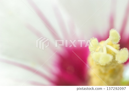Macro photo of pistil of hibiscus blossom with delicate hues. Macro photo of pistil of hibiscus blossom with delicate hues. 137292097