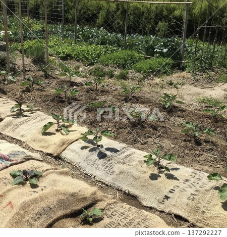 Eggplant mulched in coffee burlap bags Eggplant mulched in coffee burlap bags 137292227
