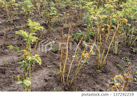 Potato plants in a field suffering from blight, a common plant disease causing significant crop damage and agricultural loss Potato plants in a field suffering from blight, a common plant disease causing significant crop damage and agricultural loss 137292259
