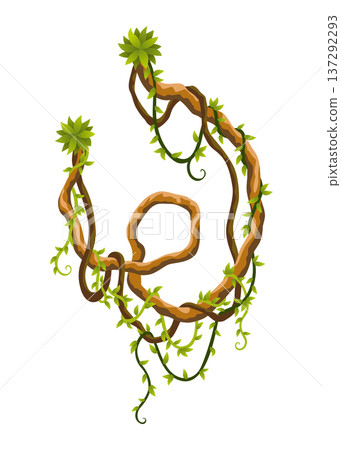 Liana branch. Twisted wild jungle vine plants. Woody natural tropical rainforest, exotic botany element. Vector design element 137292293