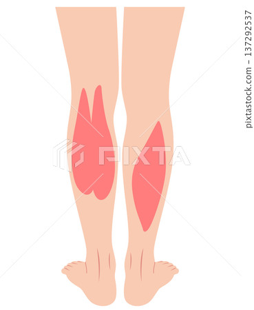 小腿肌肉：腓腸肌、比目魚肌、小腿三頭肌 137292537