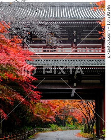 The mountain gate and autumn leaves of Ichibata-san Yakushiji Temple The mountain gate and autumn leaves of Ichibata-san Yakushiji Temple 137292968