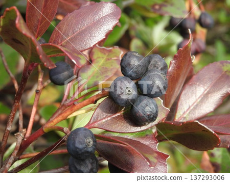 Ripe fruits of the umbellata in winter Ripe fruits of the umbellata in winter 137293006