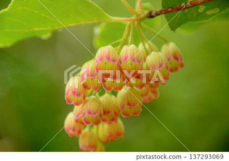 Salasa Doudin Salasa Doudin 137293069