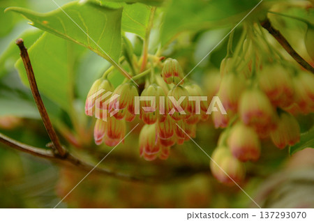 Salasa Doudin Salasa Doudin 137293070