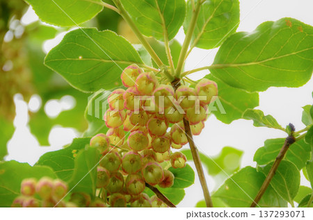 Salasa Doudin Salasa Doudin 137293071