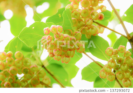 Salasa Doudin 137293072