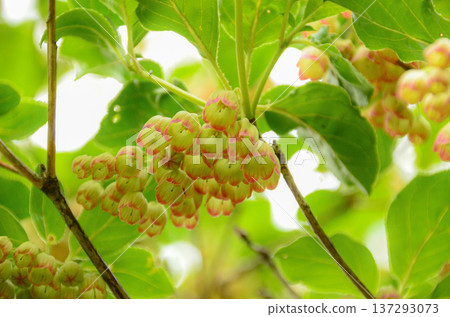 Salasa Doudin Salasa Doudin 137293073