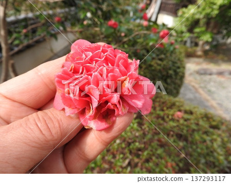 山茶花的變種:Benibokuhan / Benikarako 山茶花的變種:Benibokuhan / Benikarako 137293117