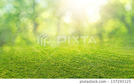 natural grass field background with blurred bokeh and trees in park 137293125