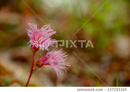 咖啡鉛筆 咖啡鉛筆 137293165