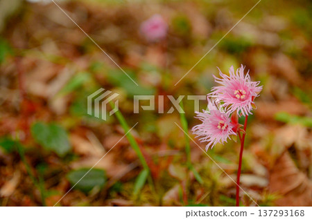 咖啡鉛筆 咖啡鉛筆 137293168