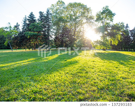 spring sunlit park with trees and long shadows on green grass spring sunlit park with trees and long shadows on green grass 137293183