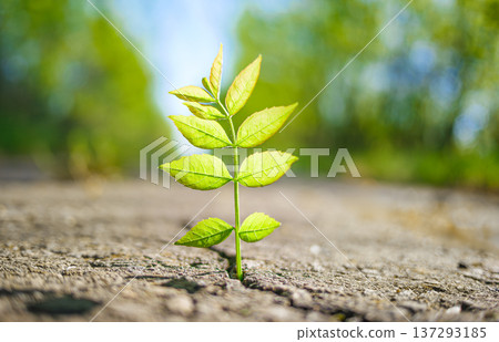 Green plant growing through crack in concrete outdoors Green plant growing through crack in concrete outdoors 137293185