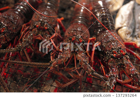 炭火烤伊勢蝦 137293264