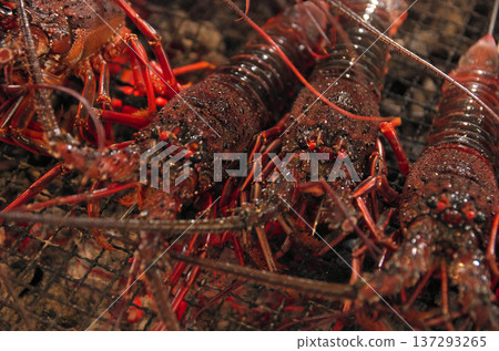 炭火烤伊勢蝦 137293265