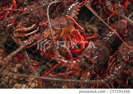 炭火烤伊勢蝦 炭火烤伊勢蝦 137293266