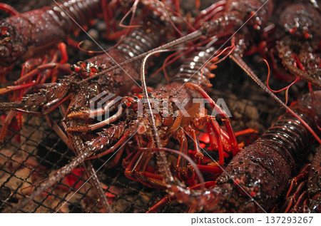 炭火烤伊勢蝦 137293267