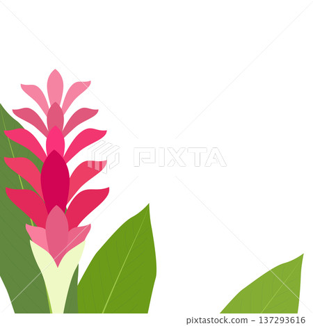 Background material featuring an illustration of red ginger flowers on a square white background Background material featuring an illustration of red ginger flowers on a square white background 137293616
