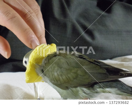 伊莉莎白項圈 137293682