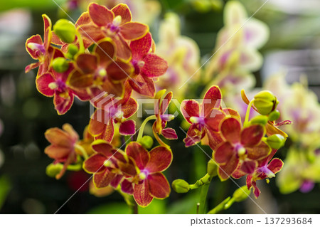 Macro art photography of blooming Phalaenopsis orchids Macro art photography of blooming Phalaenopsis orchids 137293684