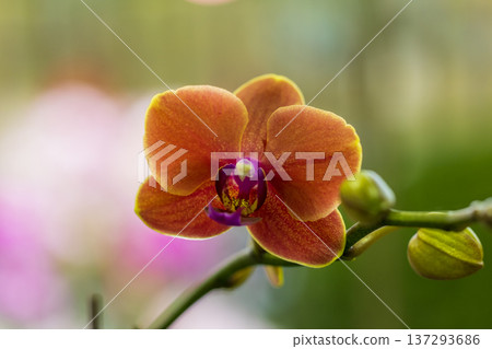 Macro art photography of blooming Phalaenopsis orchids 137293686