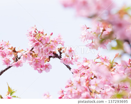 Beautiful Kawazu cherry blossoms Beautiful Kawazu cherry blossoms 137293695
