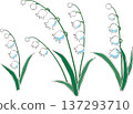 Lily of the valley illustration Lily of the valley illustration 137293710