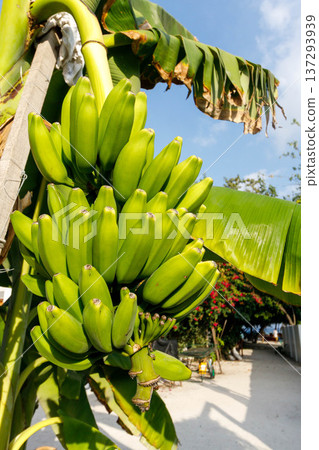 Sunlit green bananas hang heavy from a leafy plant 137293939