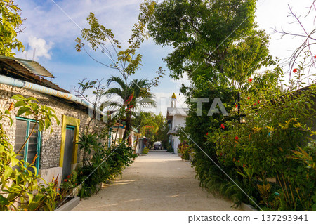 Tropical path winds through lush greenery Tropical path winds through lush greenery 137293941