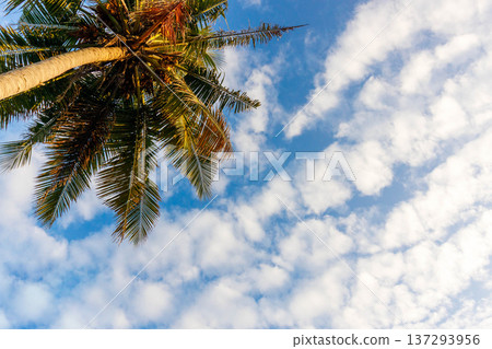 Tall palm tree reaches toward blue sky Tall palm tree reaches toward blue sky 137293956