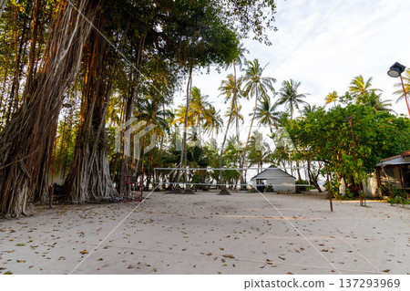 Wide beach under tall, sprawling banyan trees 137293969